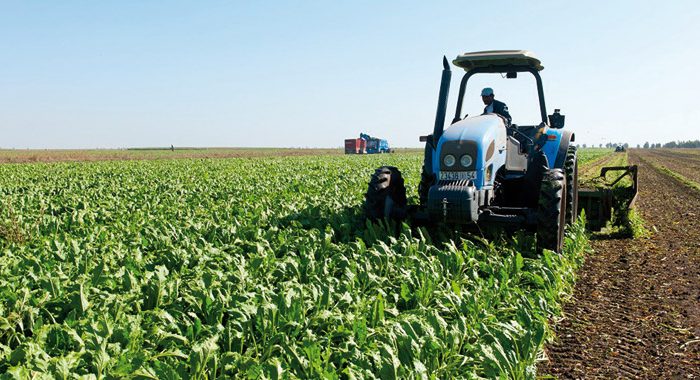 Campagne agricole : Les premières prévisions annoncent une récolte exceptionnelle de 98.2 millions de quintaux