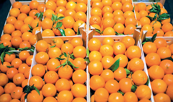 Exportations de tomates : Une forte dépendance de l'UE 