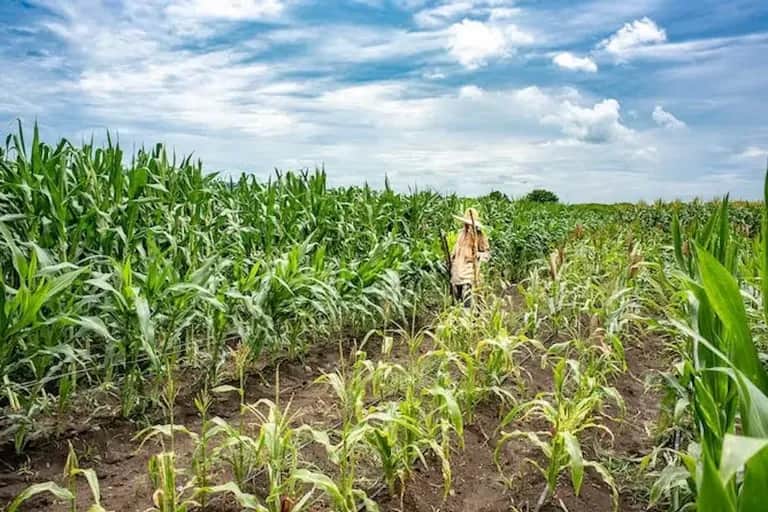 Afrique : l’agriculture face à de nouveaux défis de financement et de durabilité