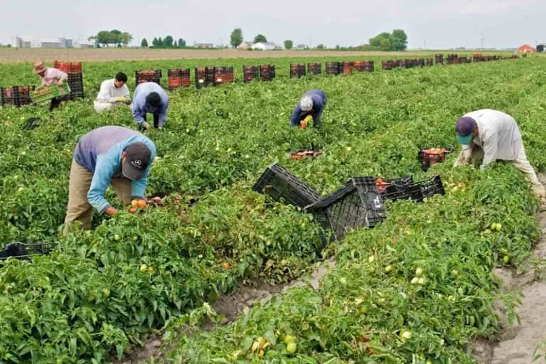 Agriculture : la pénurie de main-d'œuvre qualifiée frappe les campagnes