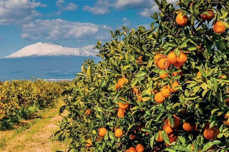Agrumiculture: la production devrait s’inscrire en hausse de 14%