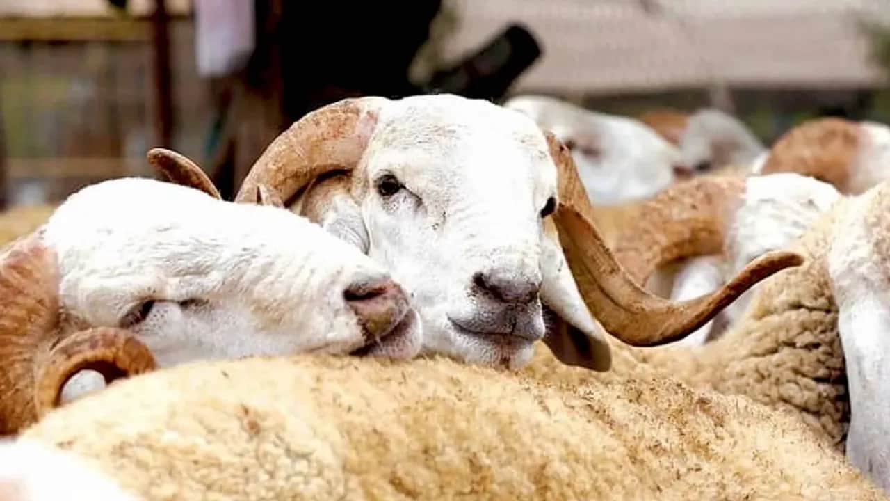 Aïd Al-Adha: la tutelle rassure quant à l’abondance de l’offre