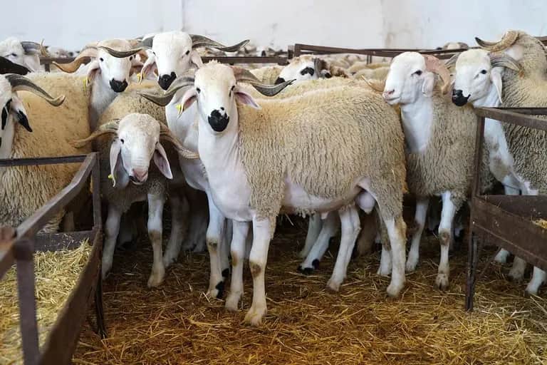 Aïd Al-Adha : une offre nationale estimée entre 8 et 9 millions de têtes