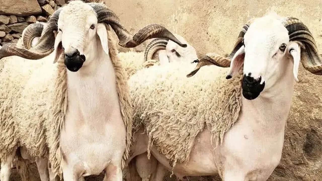 Aïd Al-Adha : Feu vert du Conseil de la concurrence au plafonnement des prix