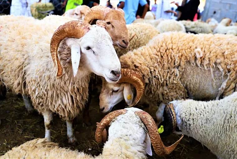 Aïd Al-Adha: la spéculation et les incertitudes génèrent une flambée des prix