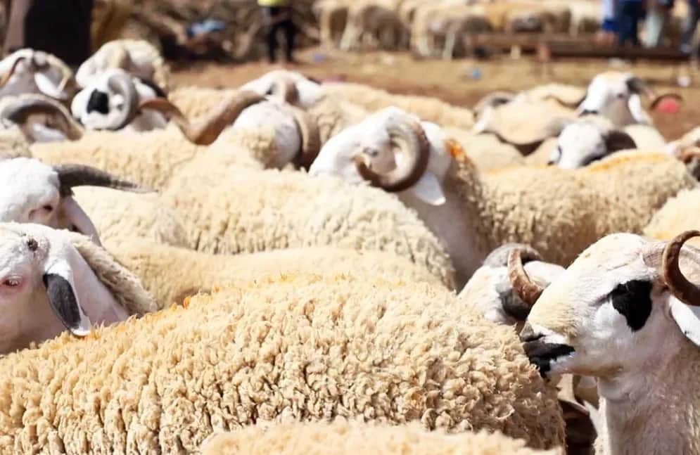 Aïd Al-Adha : les prix du mouton au centre des inquiétudes
