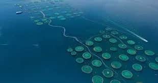 Organisation de la 3ème édition du Forum national de l’aquaculture marine