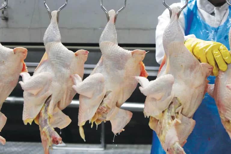 Aviculture : Dawajine fait le bilan du secteur