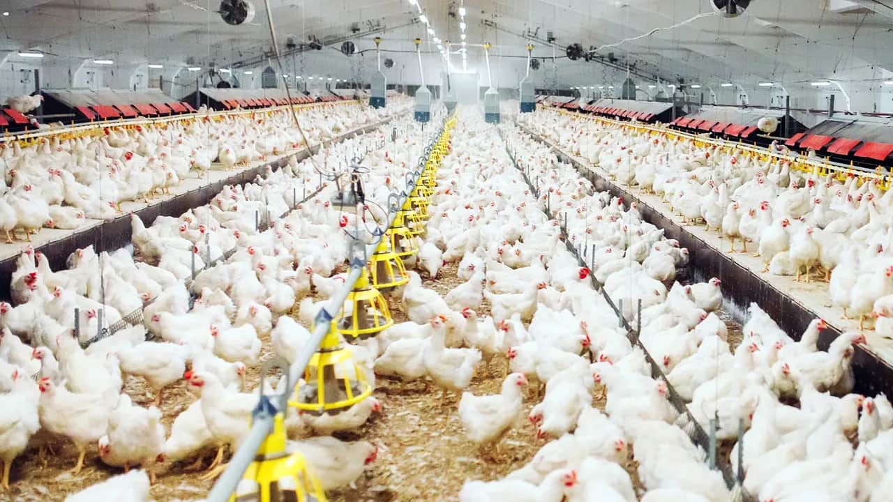 Aviculture: la branche se fixe de nouveaux objectifs à l’horizon 2030