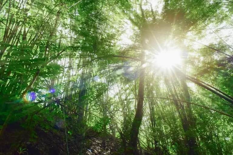 Biodiversité : Un tiers des arbres du monde en danger