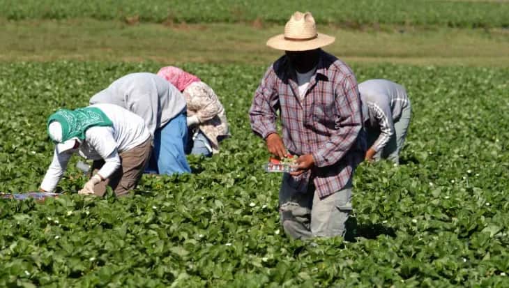 Campagne 2024/2025 : une saison agricole compliquée en perspective