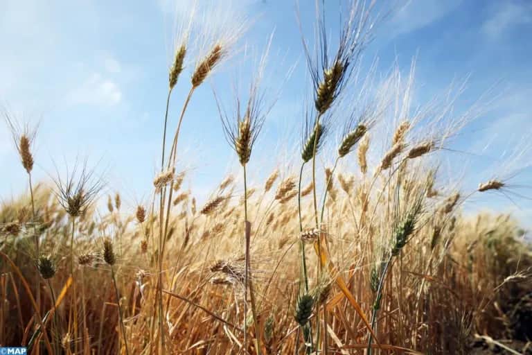 Campagne agricole: la récolte des céréales estimée à 44 millions de quintaux en 2024-2025