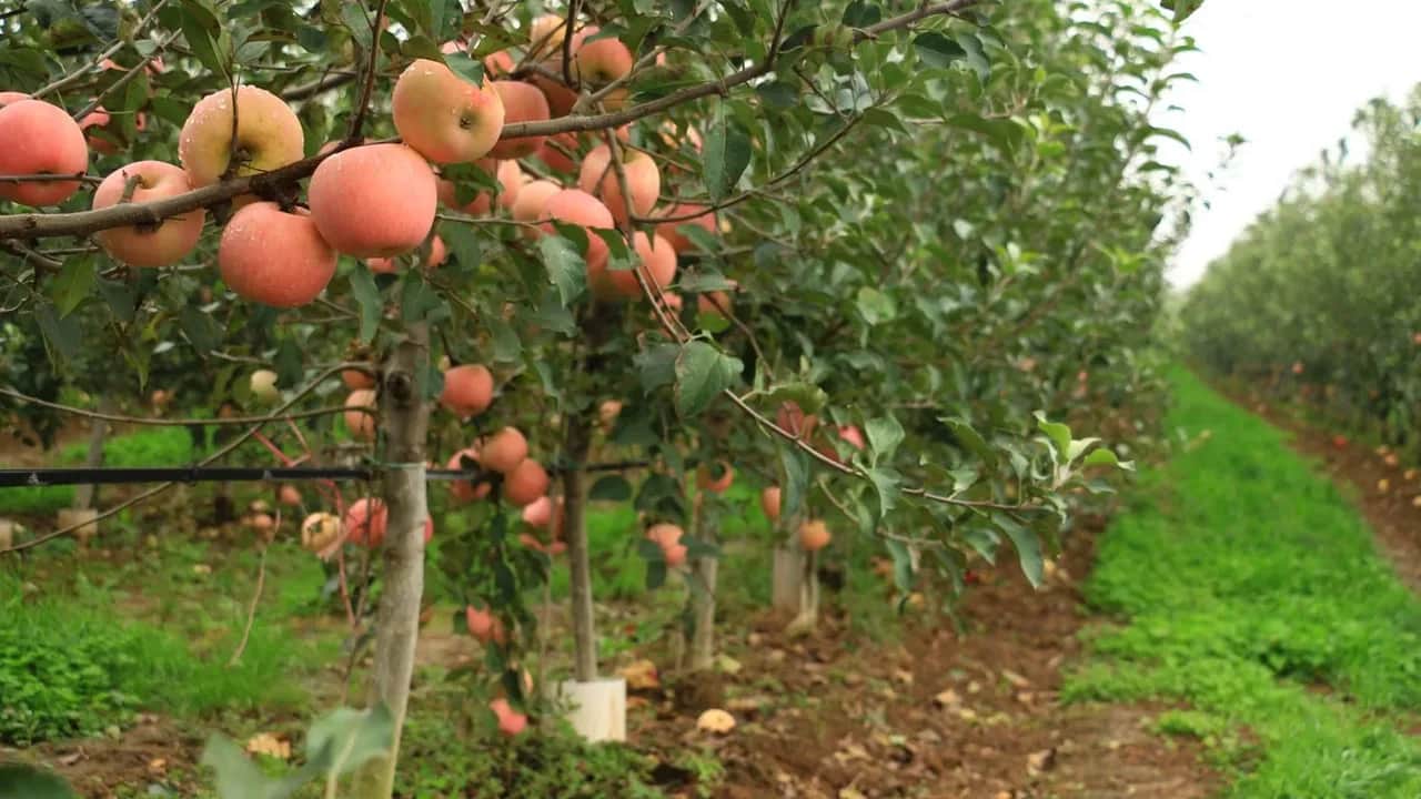 Campagne agricole 2022-2023 : le chiffre d'affaires prévisionnel des filières arboricoles d'automne estimé à 21 milliards de DH