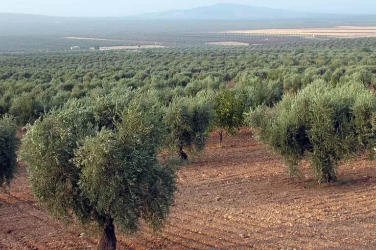 Campagne agricole : nouvelle dynamique dans le monde rural avec les dernières pluies