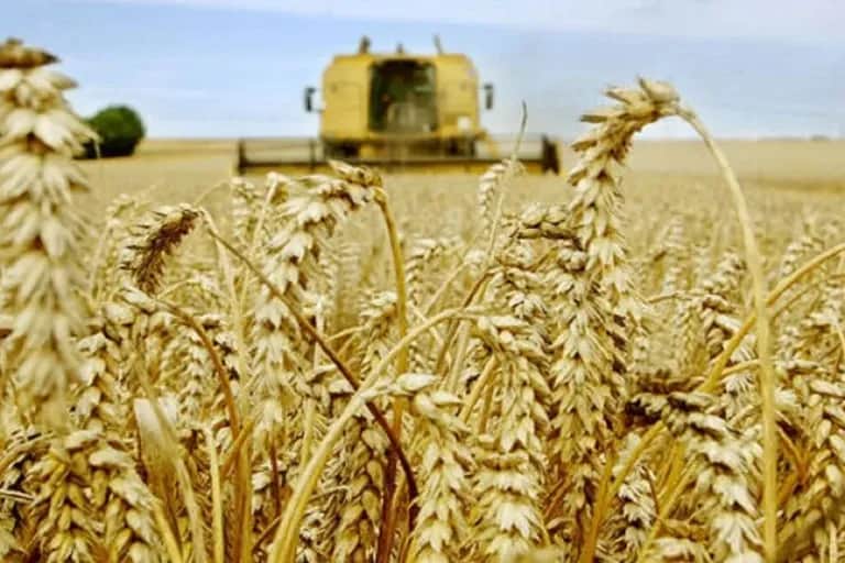Campagne agricole : indisponibilité des variétés de semences résistantes à la sécheresse