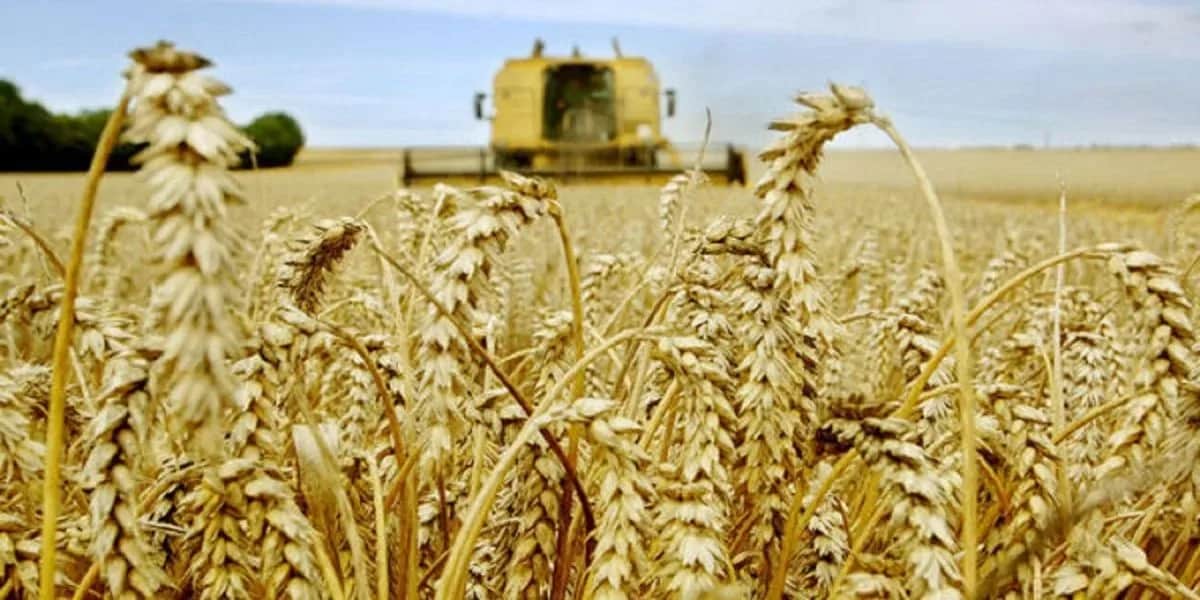 Campagne agricole : indisponibilité des variétés de semences résistantes à la sécheresse