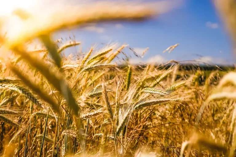 Campagne céréalière 2021/2022: 34 millions de quintaux récoltés