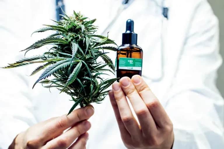 Cannabis légal : le Royaume progresse à pas de géant