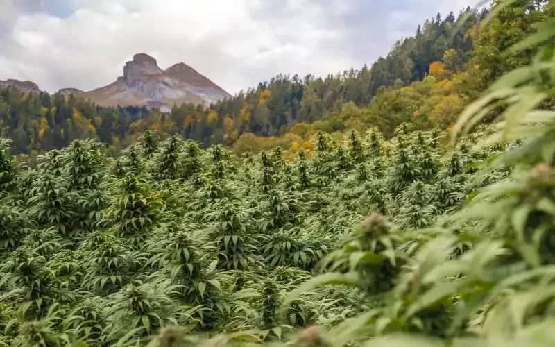 Cannabis : l’ADII fixe les conditions d’import et d’export