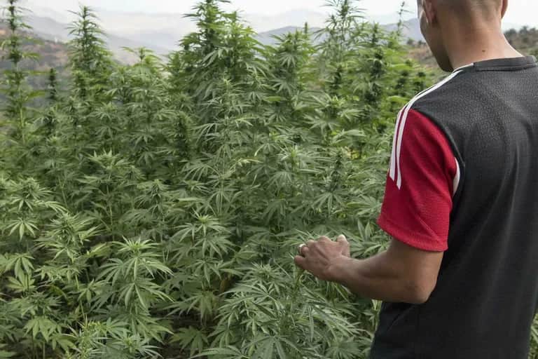 Cannabis : La Grâce royale, un coup d’accélérateur pour le développement d’un secteur structuré