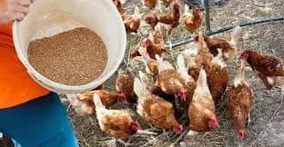 Le Conseil de la concurrence mène des opérations de visite et saisie inopinées dans le marché des aliments avicoles