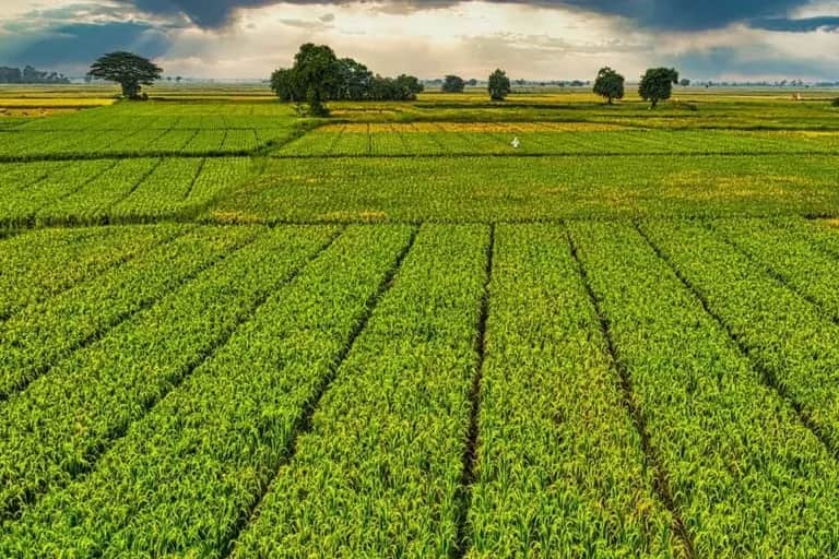 Cultures printanières: la situation se présente sous de bons auspices