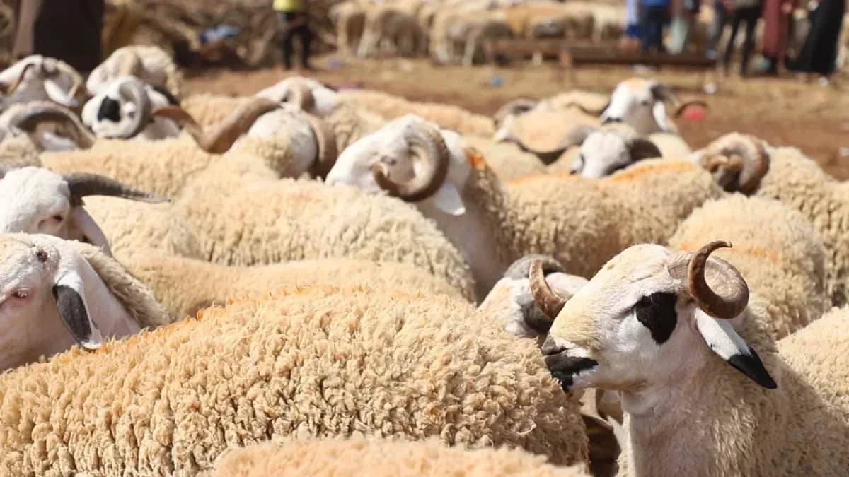 Aid Al-Adha: les dépenses des ménages estimées à plus de 18 milliards de DH