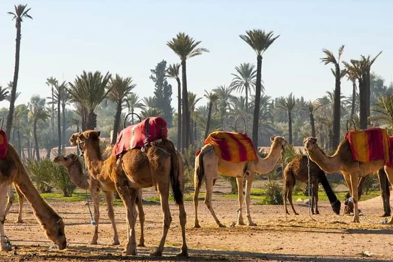 Espaces pastoraux: les parcours naturels menacés