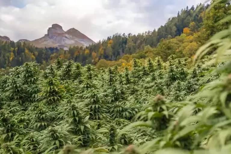 Cannabis thérapeutique : le Maroc se lance sur le marché européen