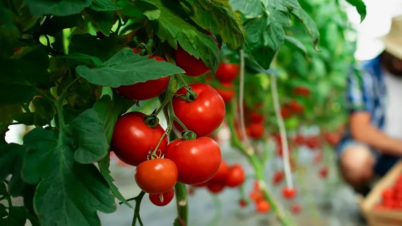 Exportations agricoles : les barrières non tarifaires, un obstacle pour la diversification des débouchés
