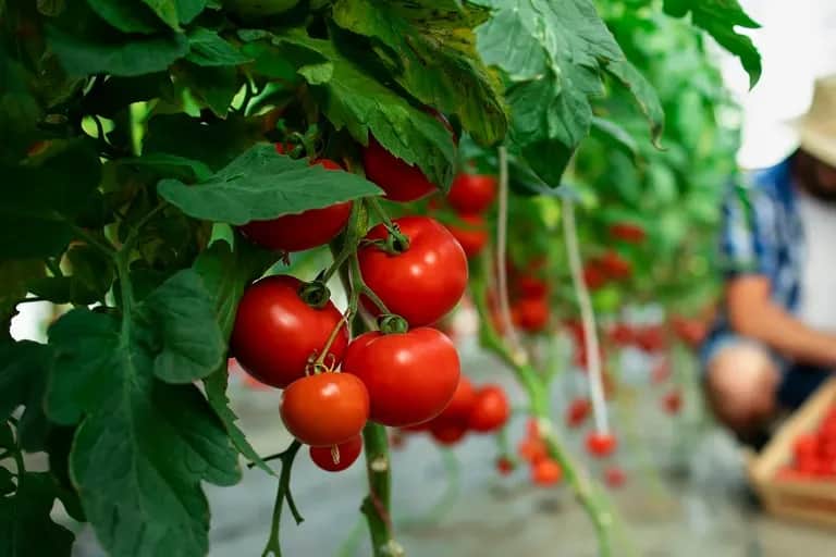 Exportations agricoles : les barrières non tarifaires, un obstacle pour la diversification des débouchés