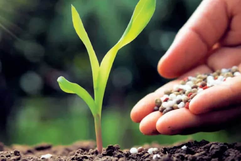 Fertilisation : acteur de référence du secteur, l’OCP accompagne les fellahs pour améliorer la productivité