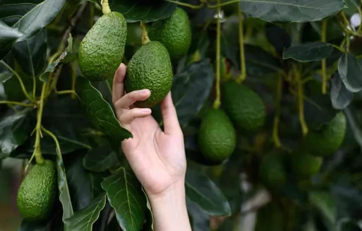 Filière avocatier : le secteur peut-il concilier compétitivité et durabilité ?