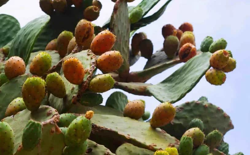 Filière fruits : la période estivale marquée par la hausse des prix