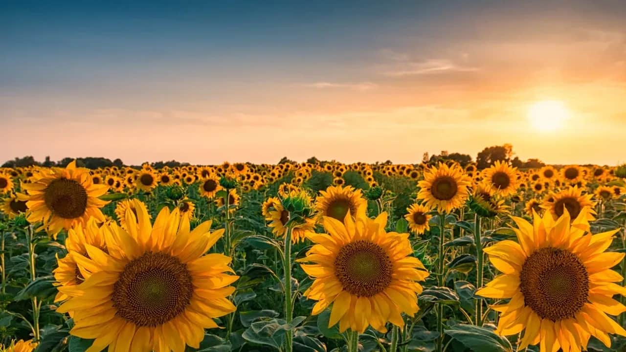 Filière des oléagineux: Génération Green veut relancer l’activité à travers un nouveau contrat-programme