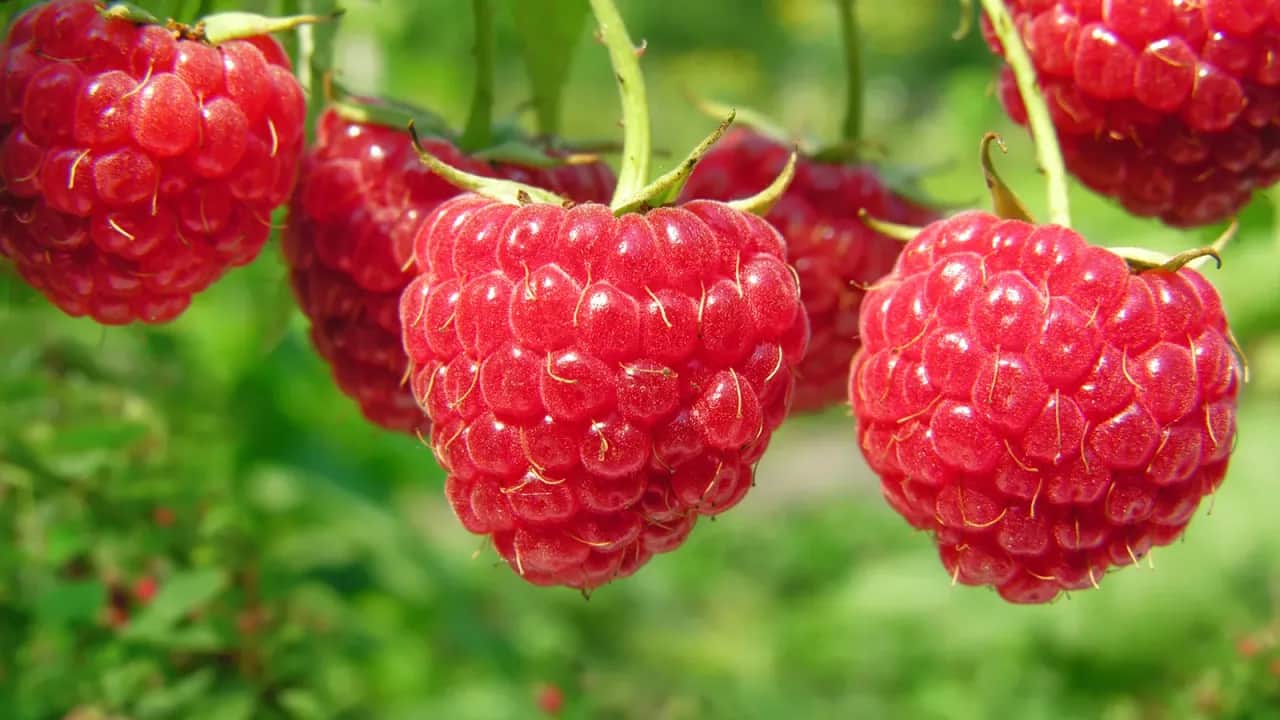 Fruits rouges: une filière qui a le vent en poupe