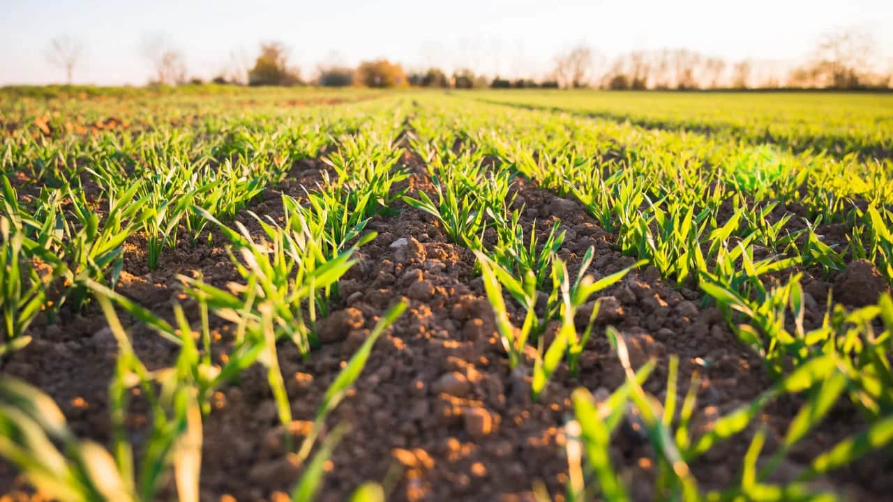 Génération Green: une pièce-maîtresse pour l'agriculture nationale