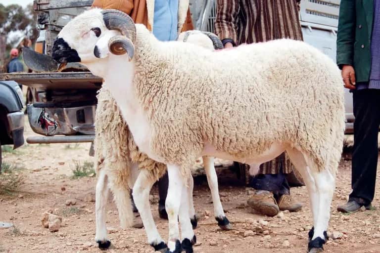 Importation de moutons : autopsie d’un fiasco économique retentissant