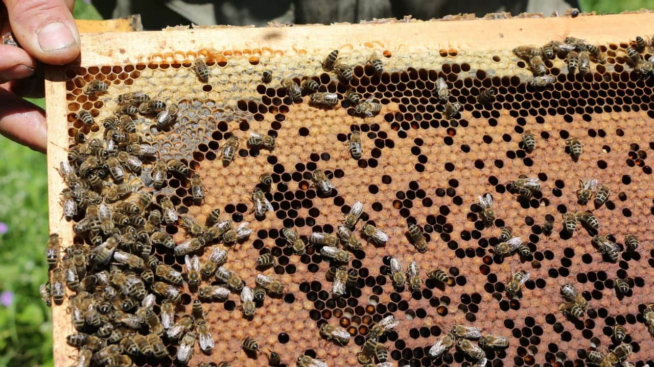 Le jour où les abeilles disparaîtront…