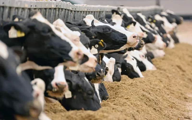 maroc bovins importés pour renforcer l’approvisionnement en viande rouge
