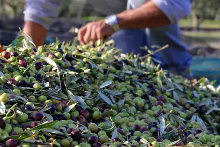 Oléiculture : les récoltes s’annoncent meilleures que prévu