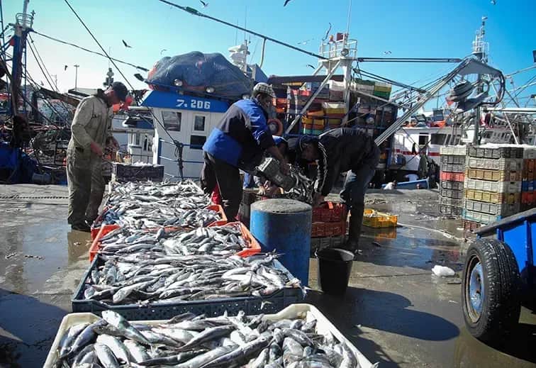 Pêche côtière et artisanale : hausse des volumes débarqués sur la Méditerranée, recul au niveau national