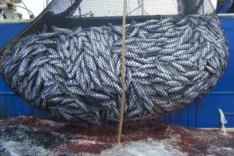 Pêche : hausse de la valeur des produits commercialisés de 5% en janvier