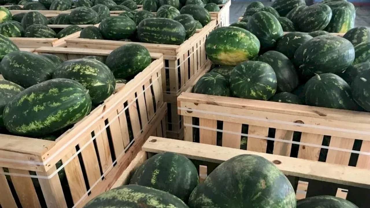 Filière pastèque: les raisons de la chute des prix