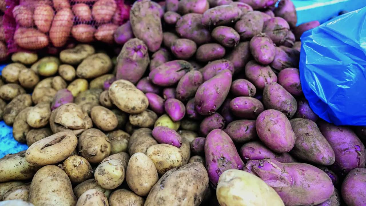 Pommes de terre: une filière pénalisée sur toute la chaîne de valeur