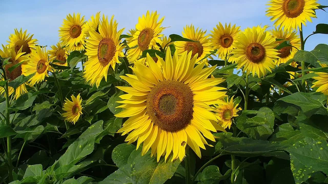 Production agricole: l’import pour combler les déficits