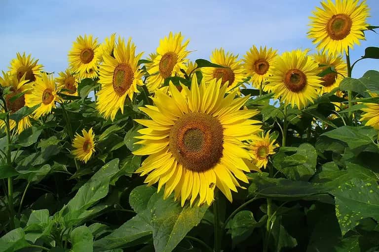 Production agricole: l’import pour combler les déficits