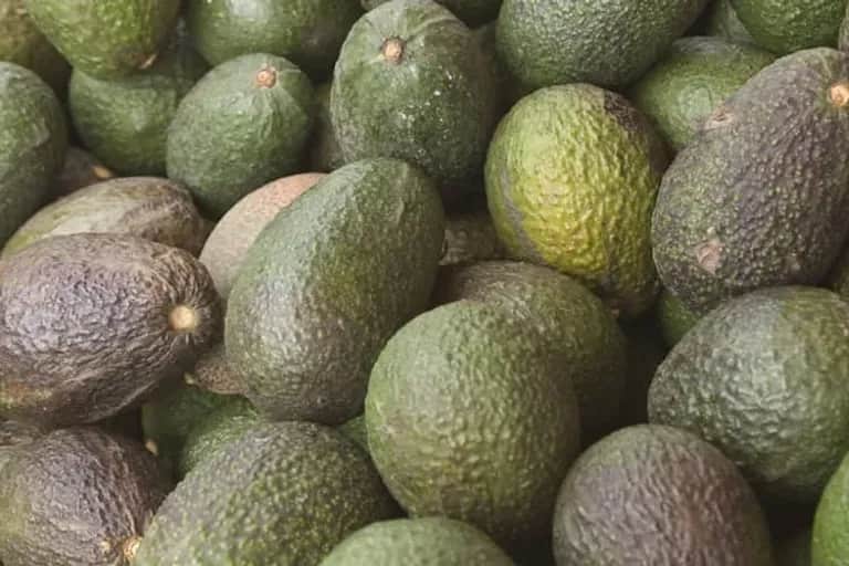 L'augmentation de la production d'avocats pourrait aggraver la crise de l'eau au Maroc