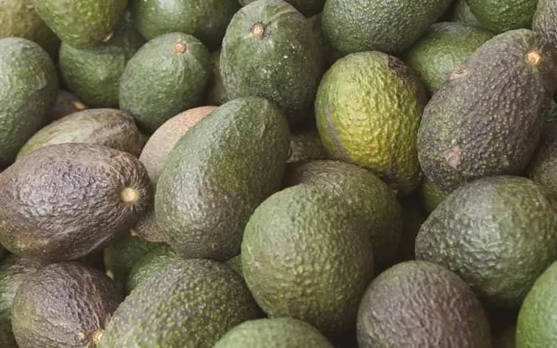 L'augmentation de la production d'avocats pourrait aggraver la crise de l'eau au Maroc