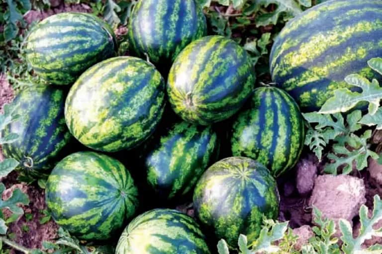 Ressources non conventionnelles : le Maroc en quête d’une agriculture durable